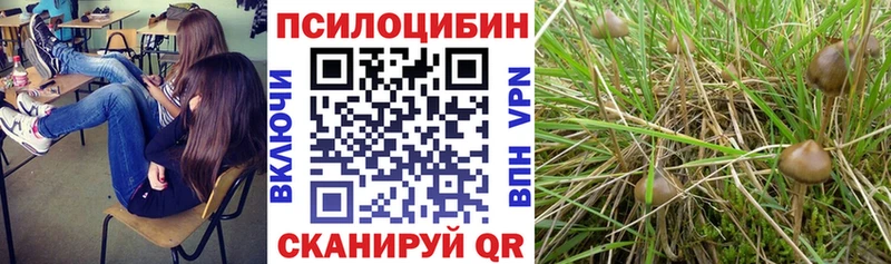 mega зеркало  Барыш  Галлюциногенные грибы Psilocybine cubensis 
